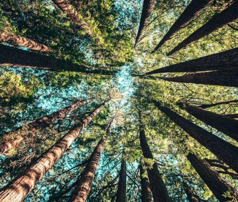 Looking up into tall redwood trees