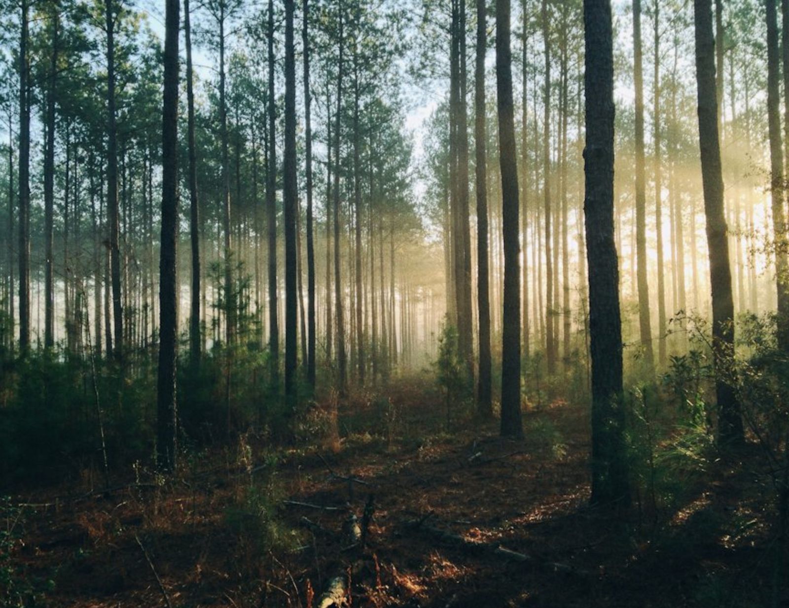 Sunlight through a pine forest